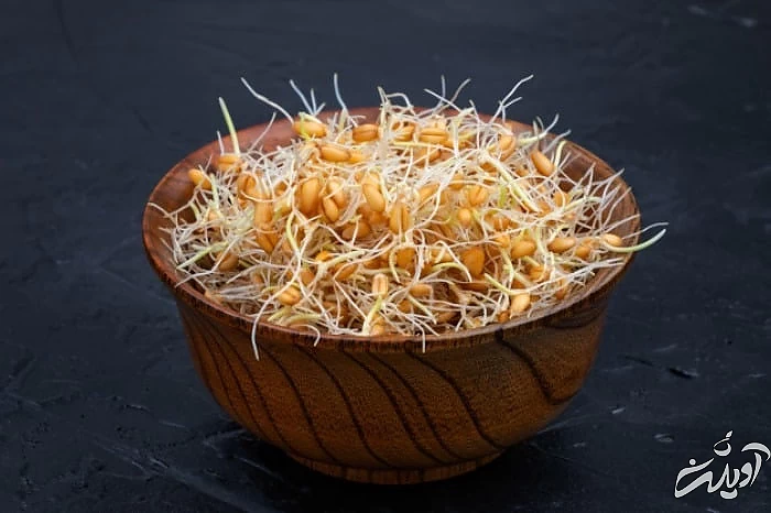 خواص و خاصیت جوانه گندم  خوردن جوانه گندم